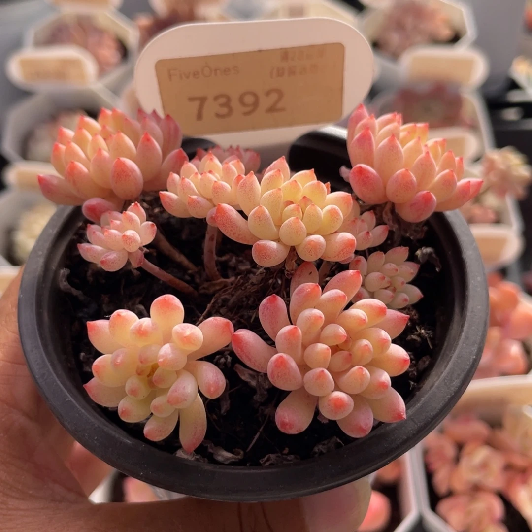 烟花7392-8.0厘米