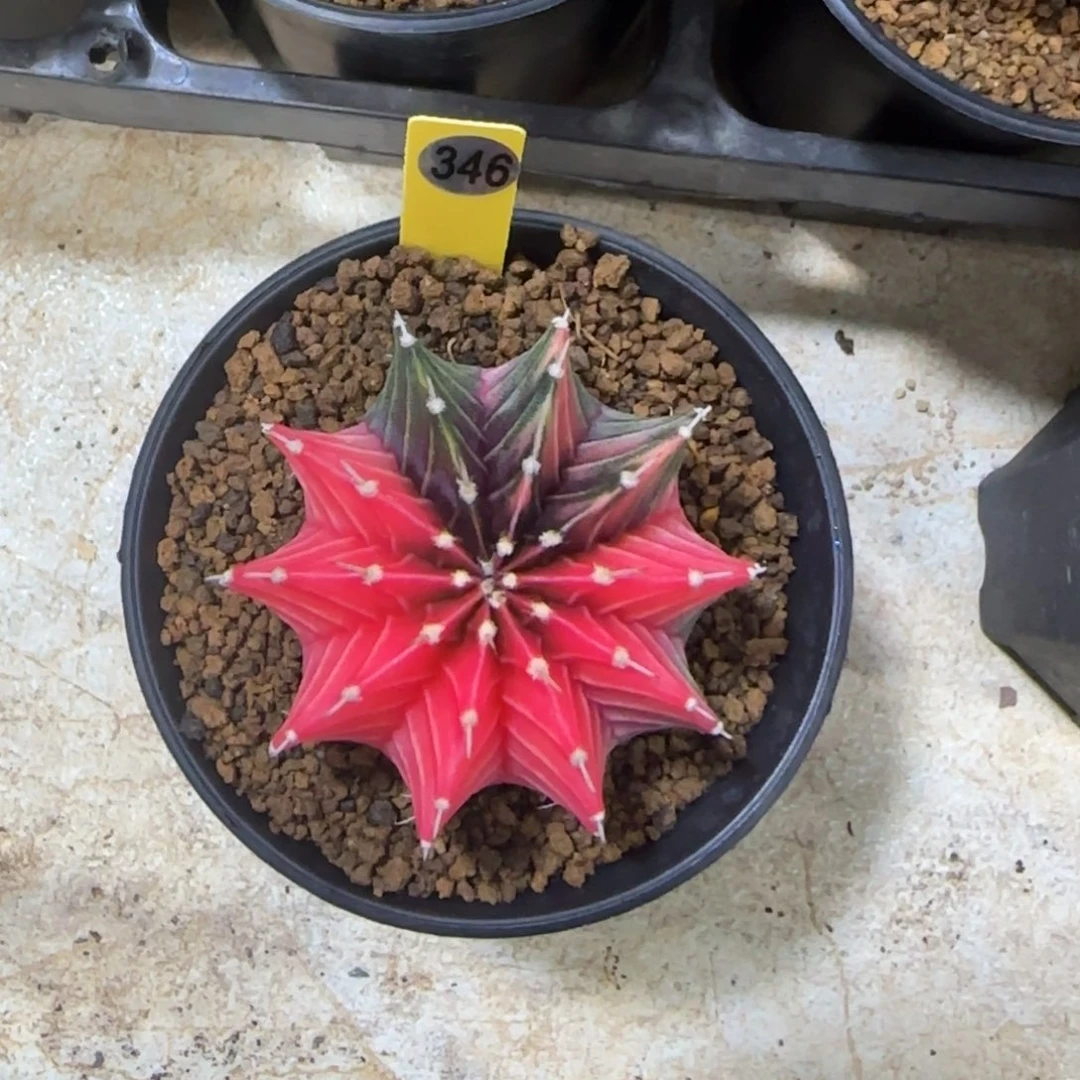 346号泰系实生肋骨锦