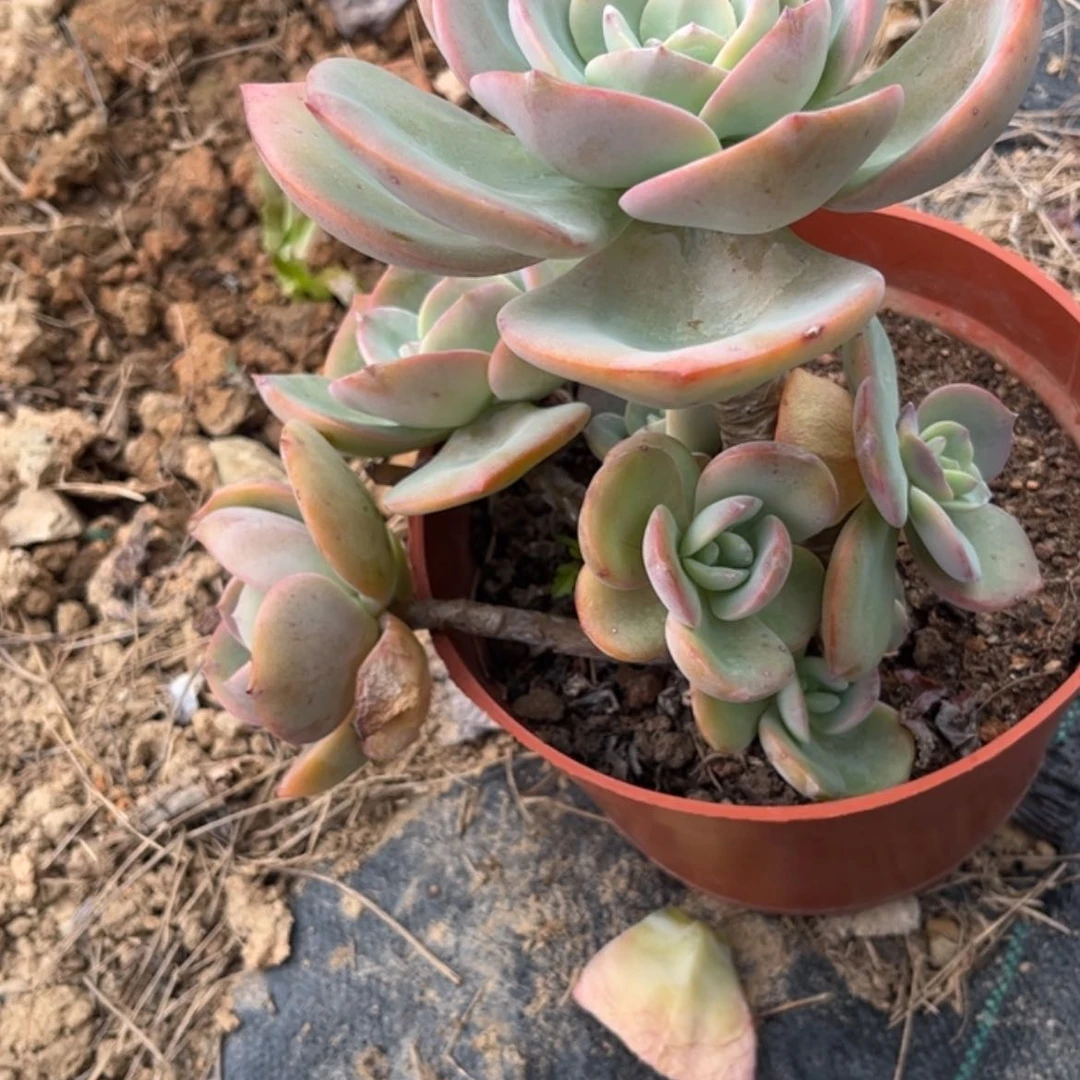 【闪购商品】无花朵红**叶