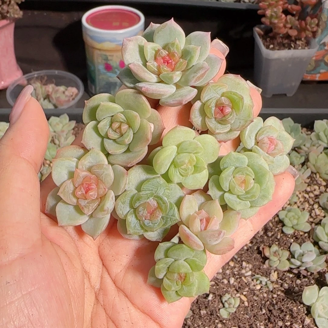 糖心珍妮0611---17