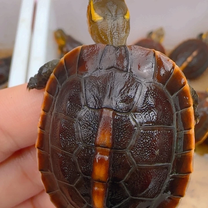 母宠物龟皖南安缘苗