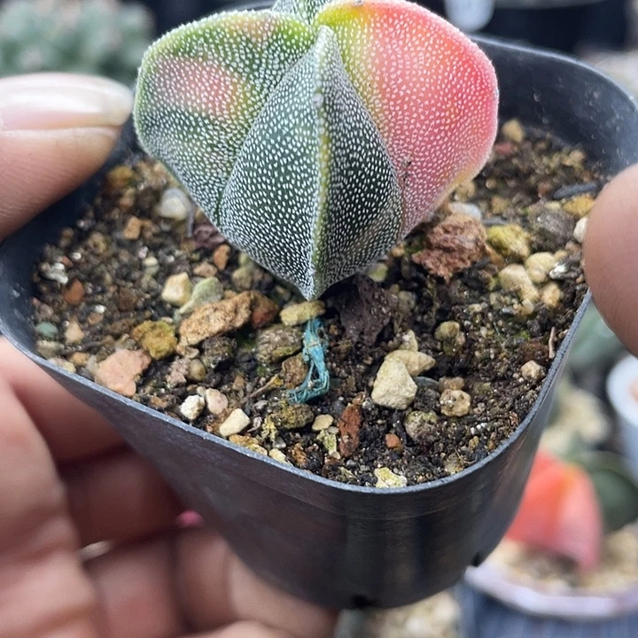 实生四角银沙鸾凤玉锦