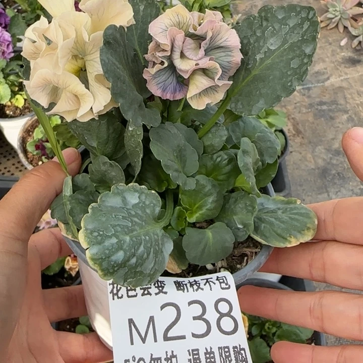 小****无花朵M238角堇小苗一物一拍默认苗