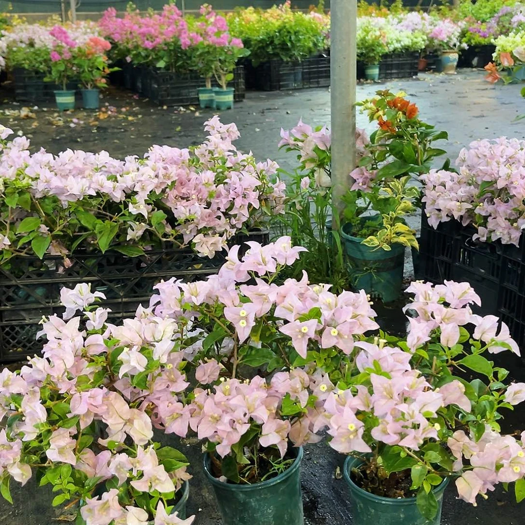 完全开放苹果花掌中宝一颗