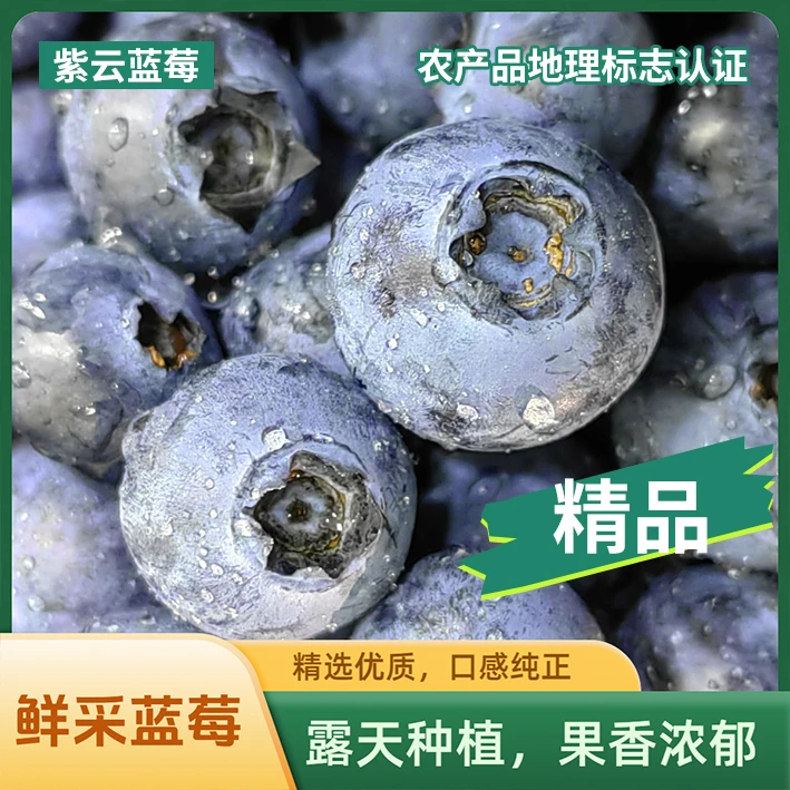 【买1斤+送2盒】高山蓝莓净重1.5斤/6盒  鲜采现发顺丰包邮 12-16mm 贵州新鲜蓝莓同城送贵州省