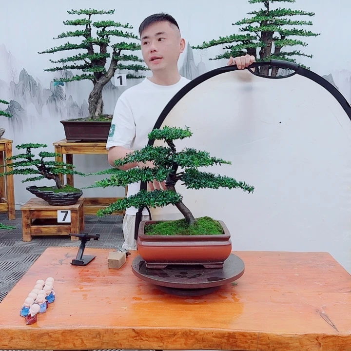 无花朵松柏盆景，一物一拍