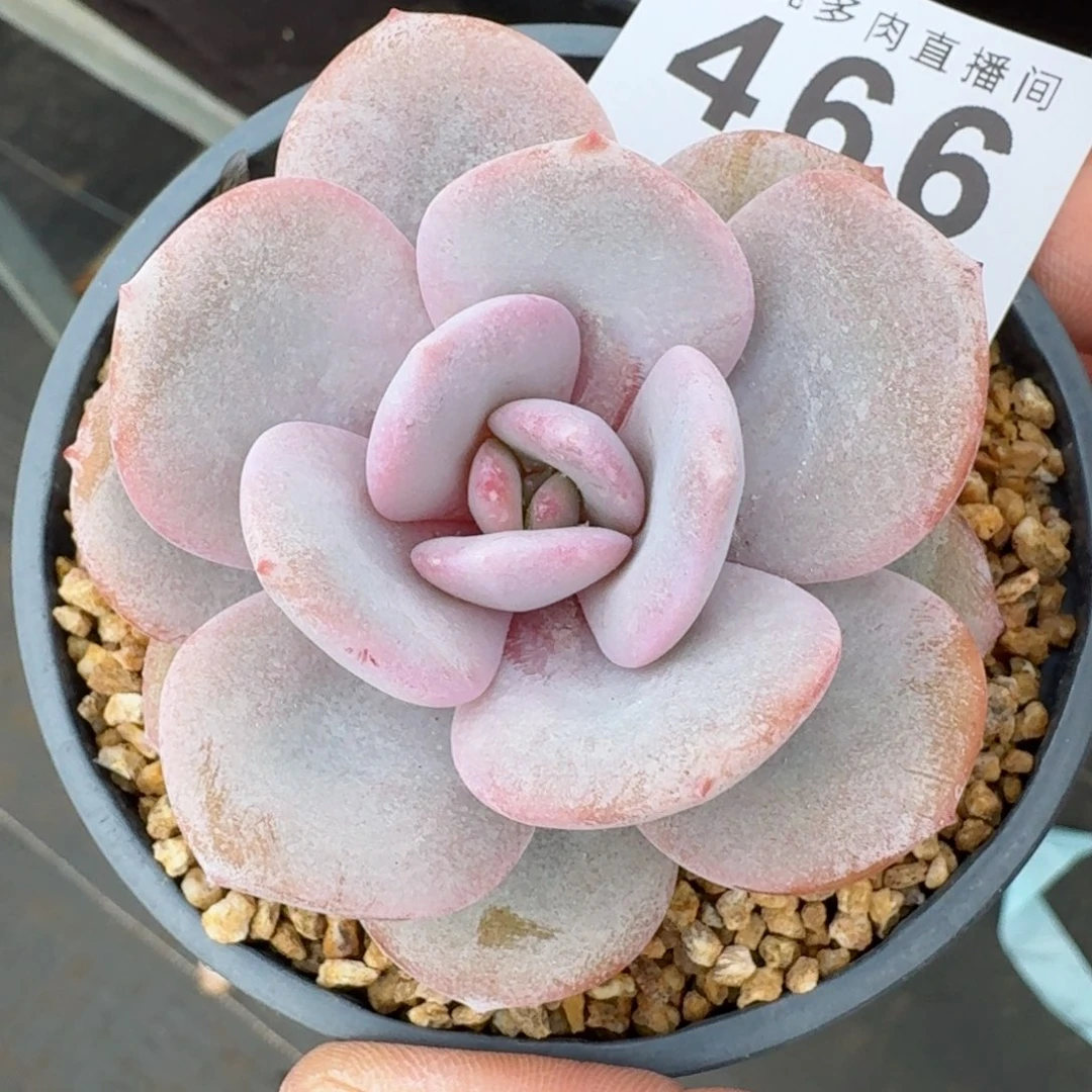 奶茶            精美多肉植物