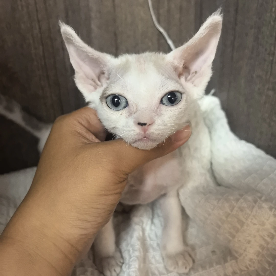 德文卷毛猫淡化咖白蓝眼妹妹