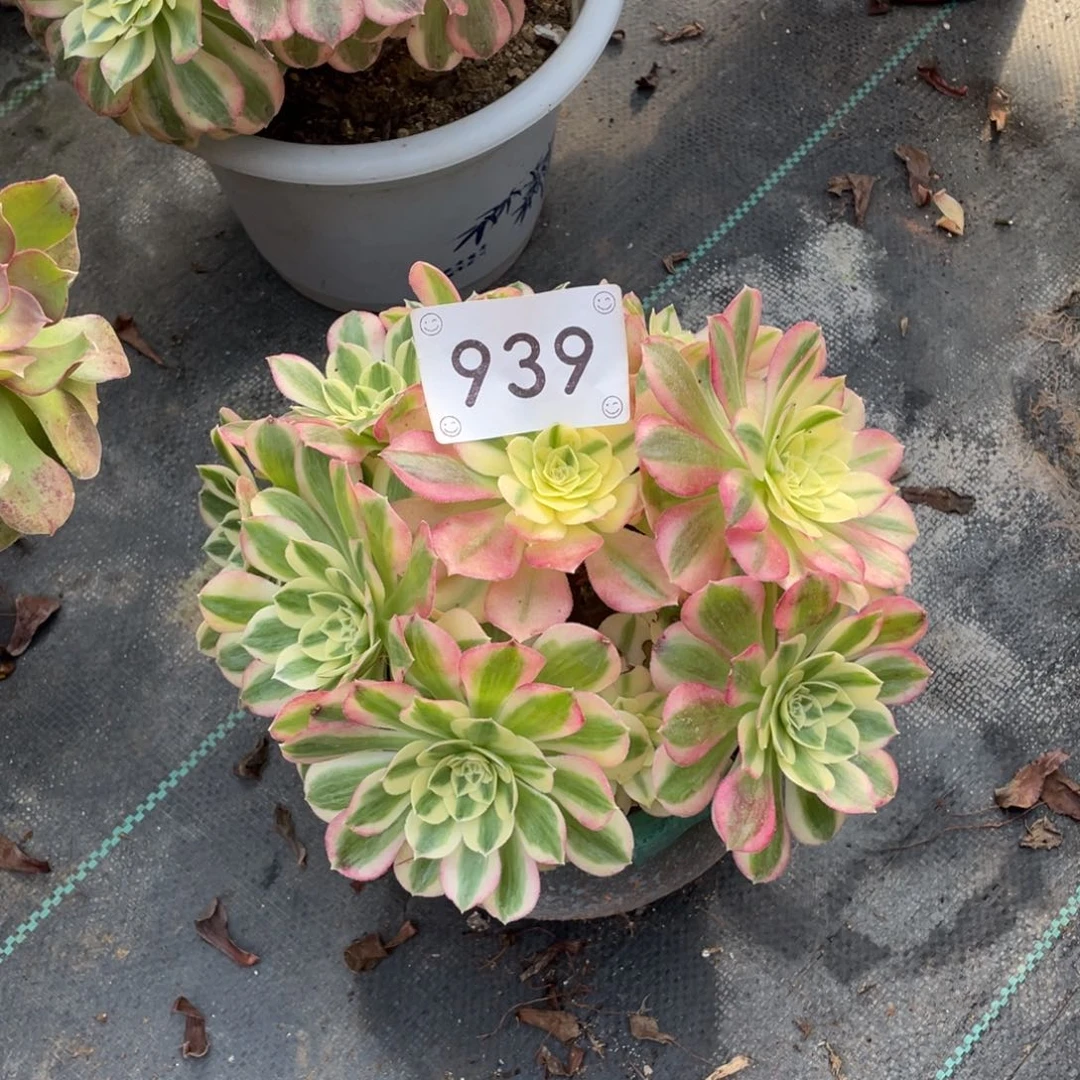 939玉姿        多肉