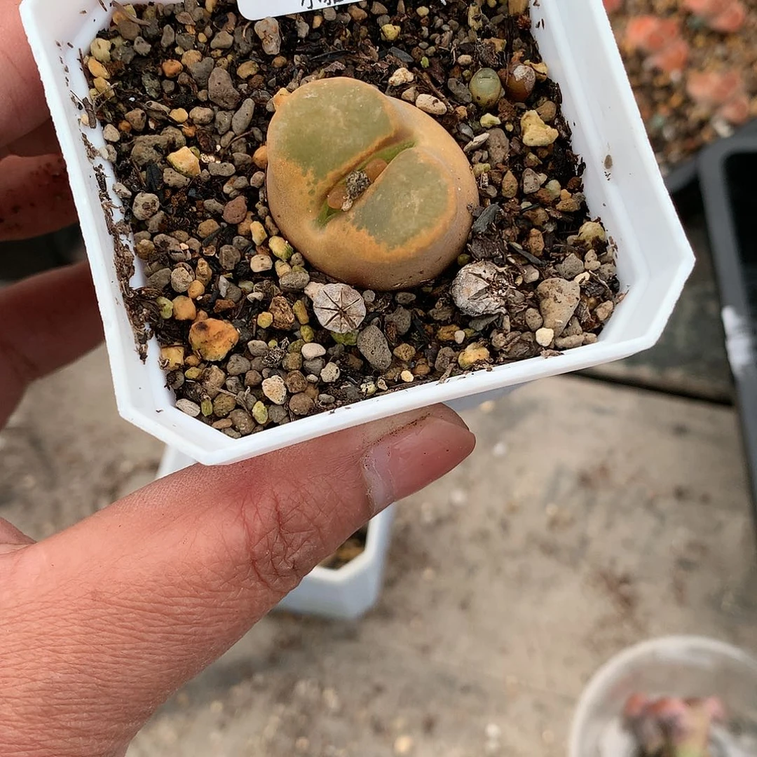 X202多肉植物保护研究所