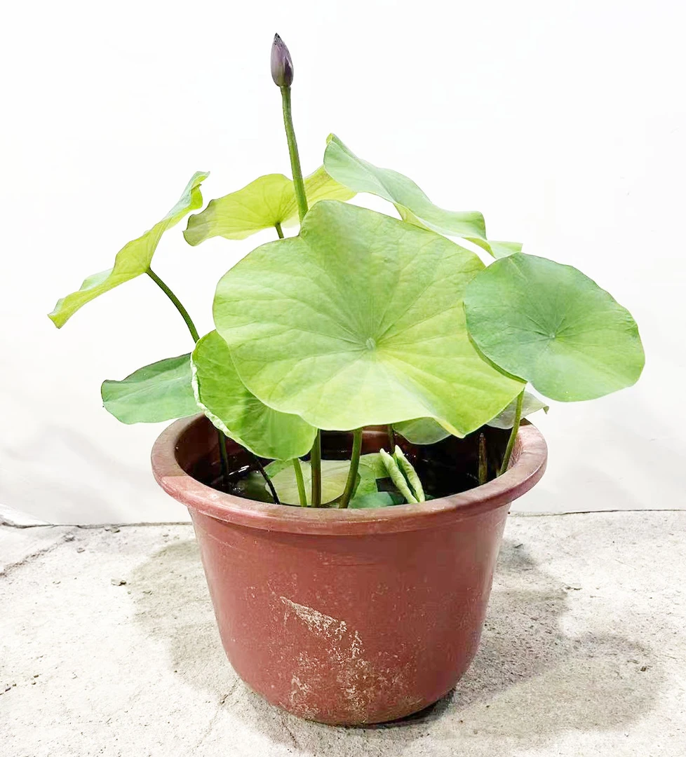 易种荷花盆栽开花水养盆景室外花卉木架发货