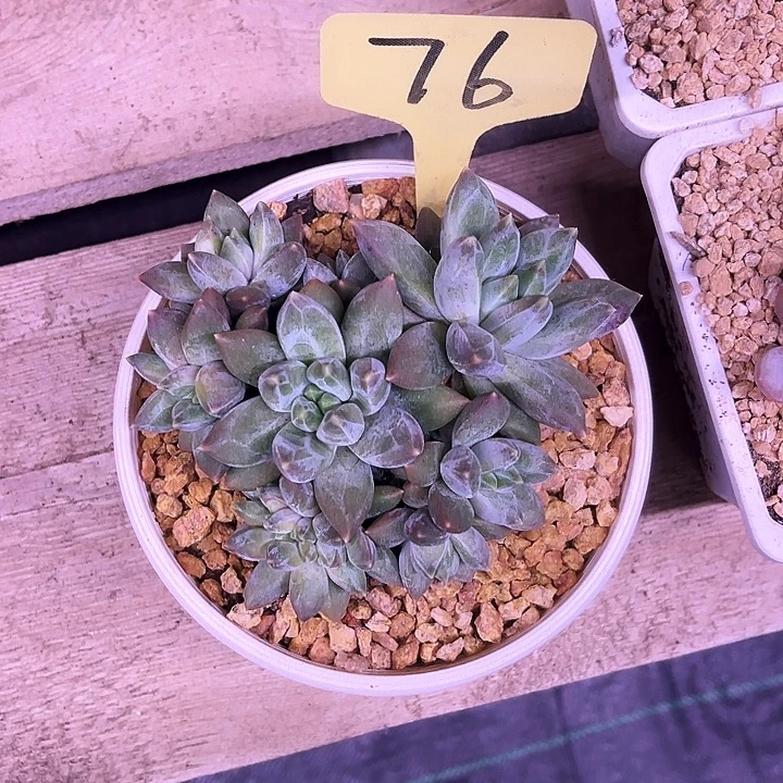 重楼76号码牌子的话题了解