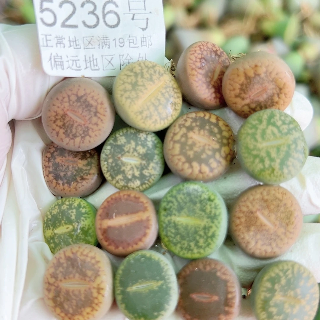 5236 好养易活生石花大母本16个1.5cm左右