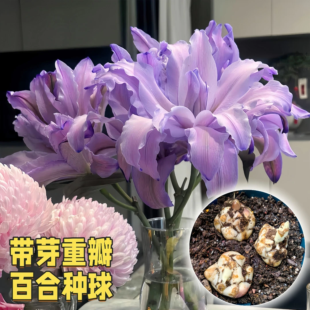 瑰季【紫霞仙子】重瓣香水百合花种球四季开花好养易活阳台庭院花卉