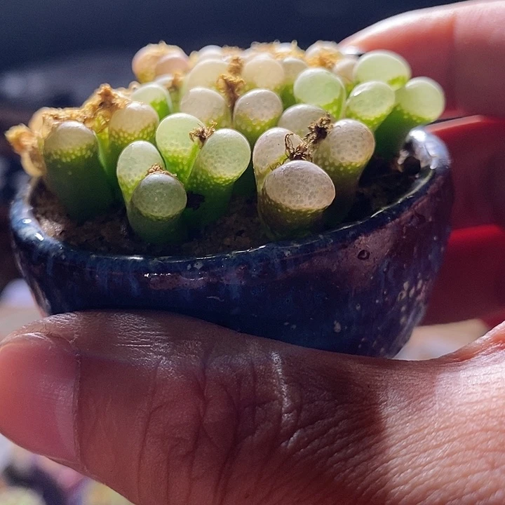 双头粉樱花风铃一颗。