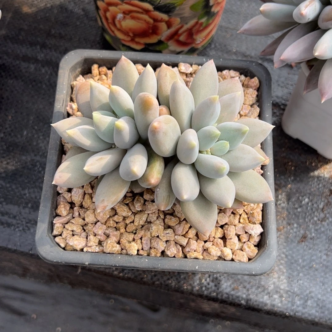 欣***明黄胖体哥特多肉一物一拍