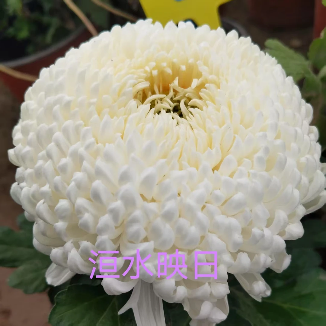 洹水映日，2棵菊花小苗，穴盘苗。