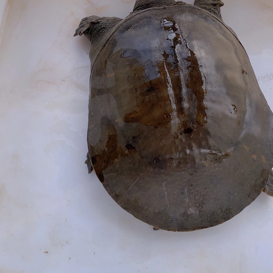 中国大陆12345678