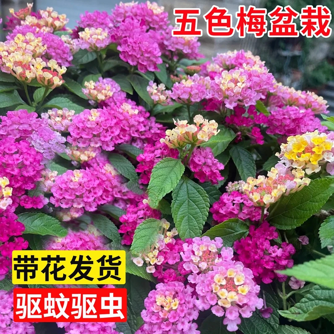 【1物1拍】五色梅2加仑盆栽---开花机器/耐热耐晒多年生花卉