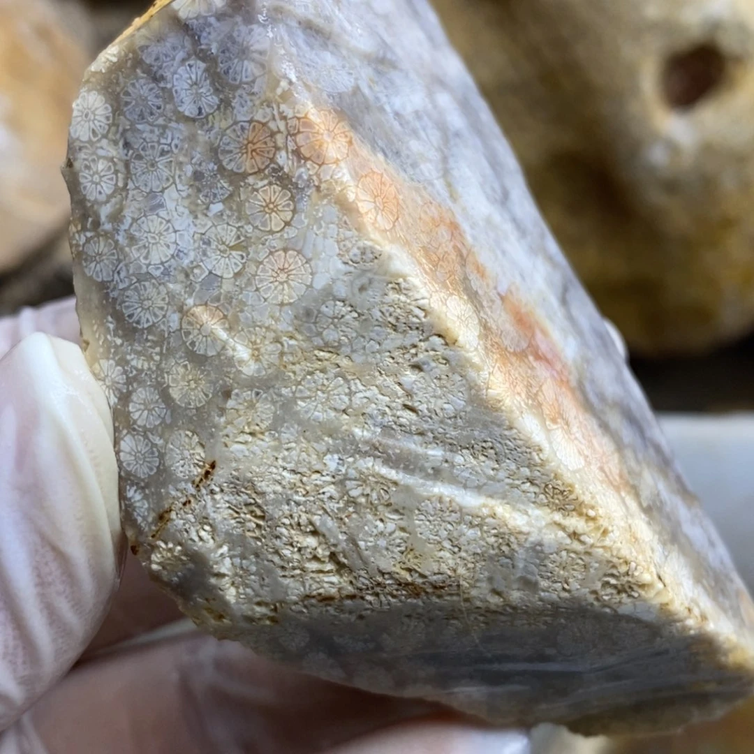 【闪购商品】硅化玉珊瑚玉未镶嵌
