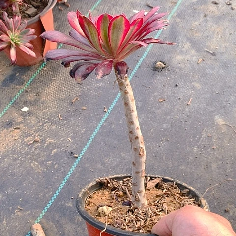 独**忆971香奈多肉植物