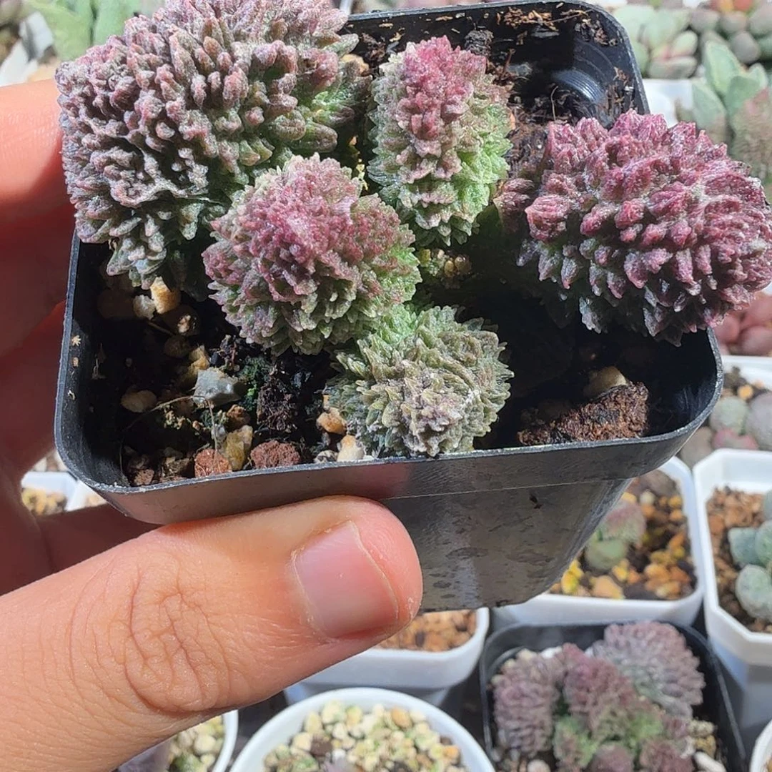 朱紫玉