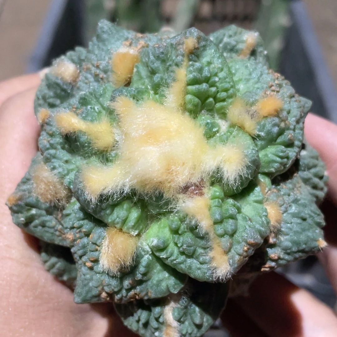 全部花朵龟甲牡丹856  7.8 厘米