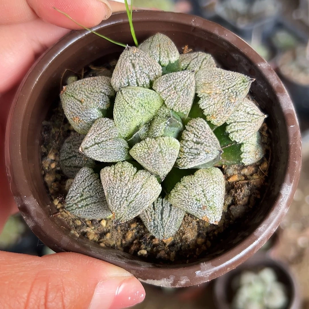 多肉植物多肉植物