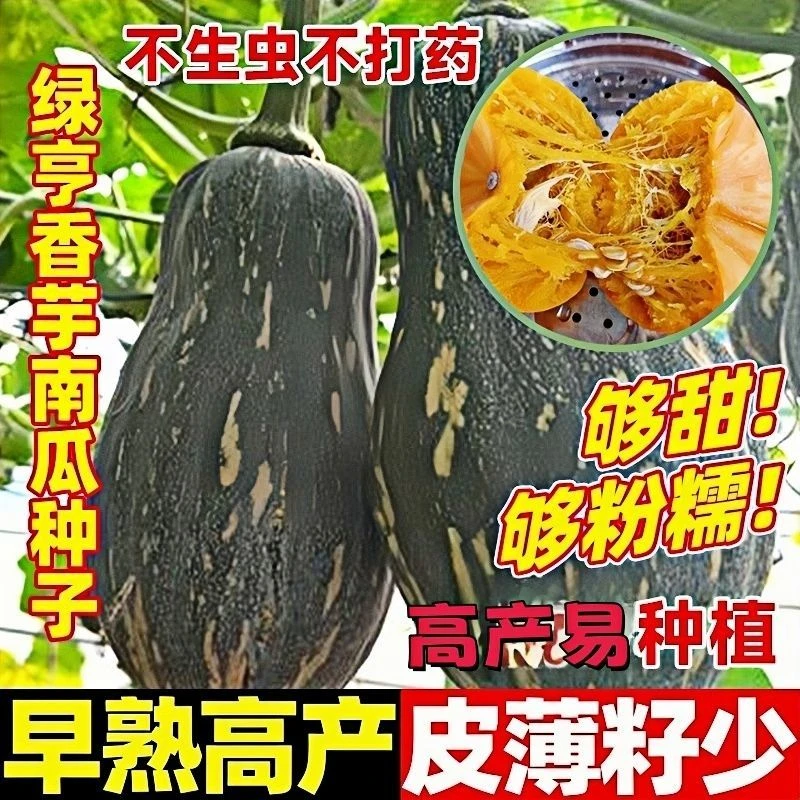 5包正宗香芋南瓜种籽软糯香甜南瓜种孑香芋味浓南瓜籽种春秋蔬菜