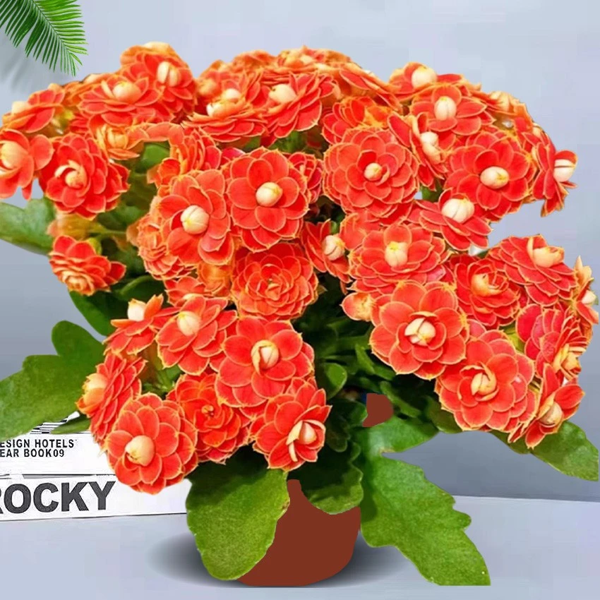 金狐狸长寿花重瓣大花精品带花苞盆栽过年花卉室内开花植物