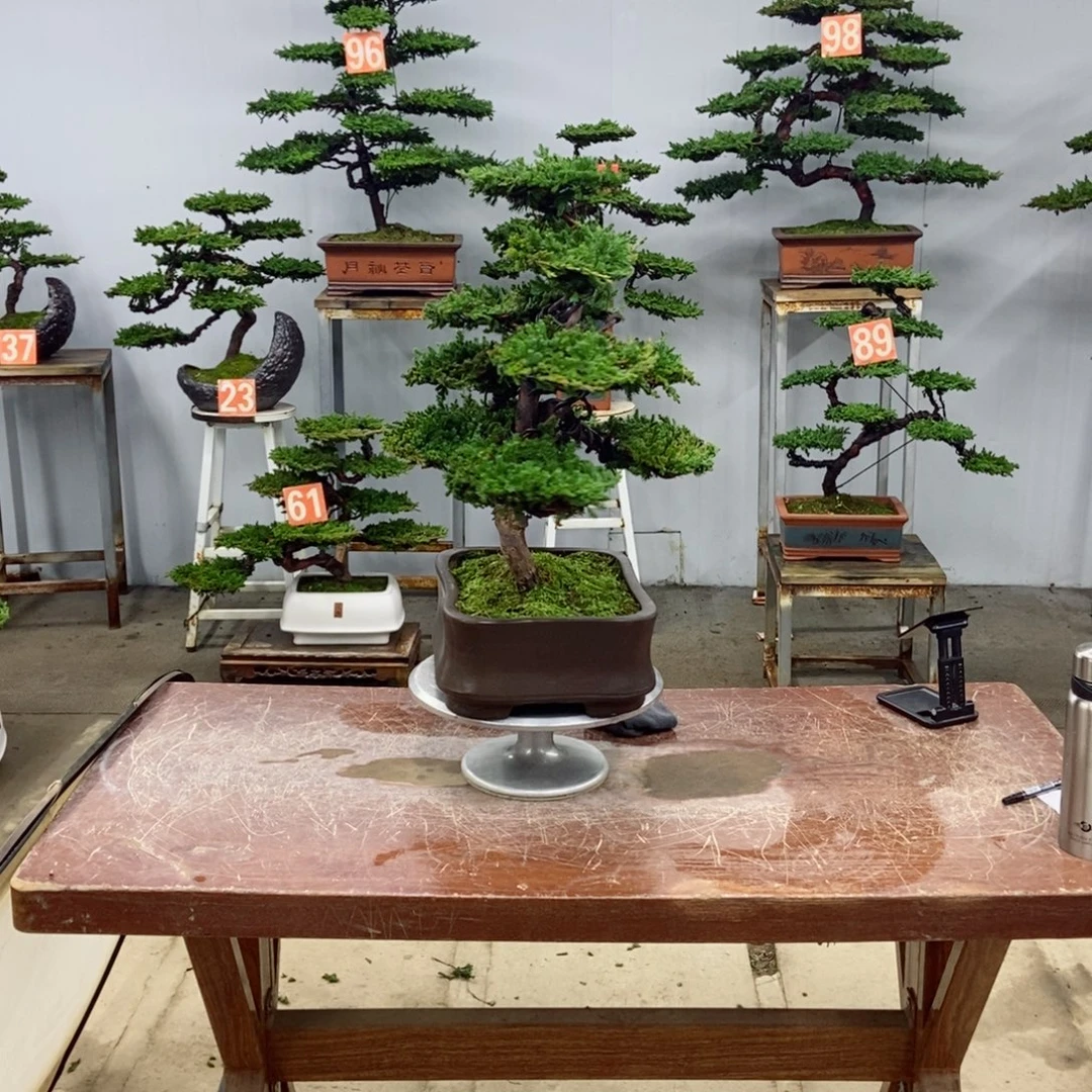 无花朵珍珠柏盆景