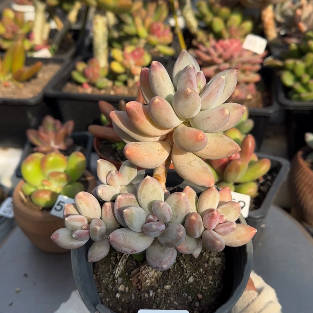 579号一物一拍一物一拍一物一拍