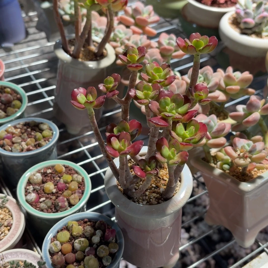 达摩宝珠带盆发货颜色随机