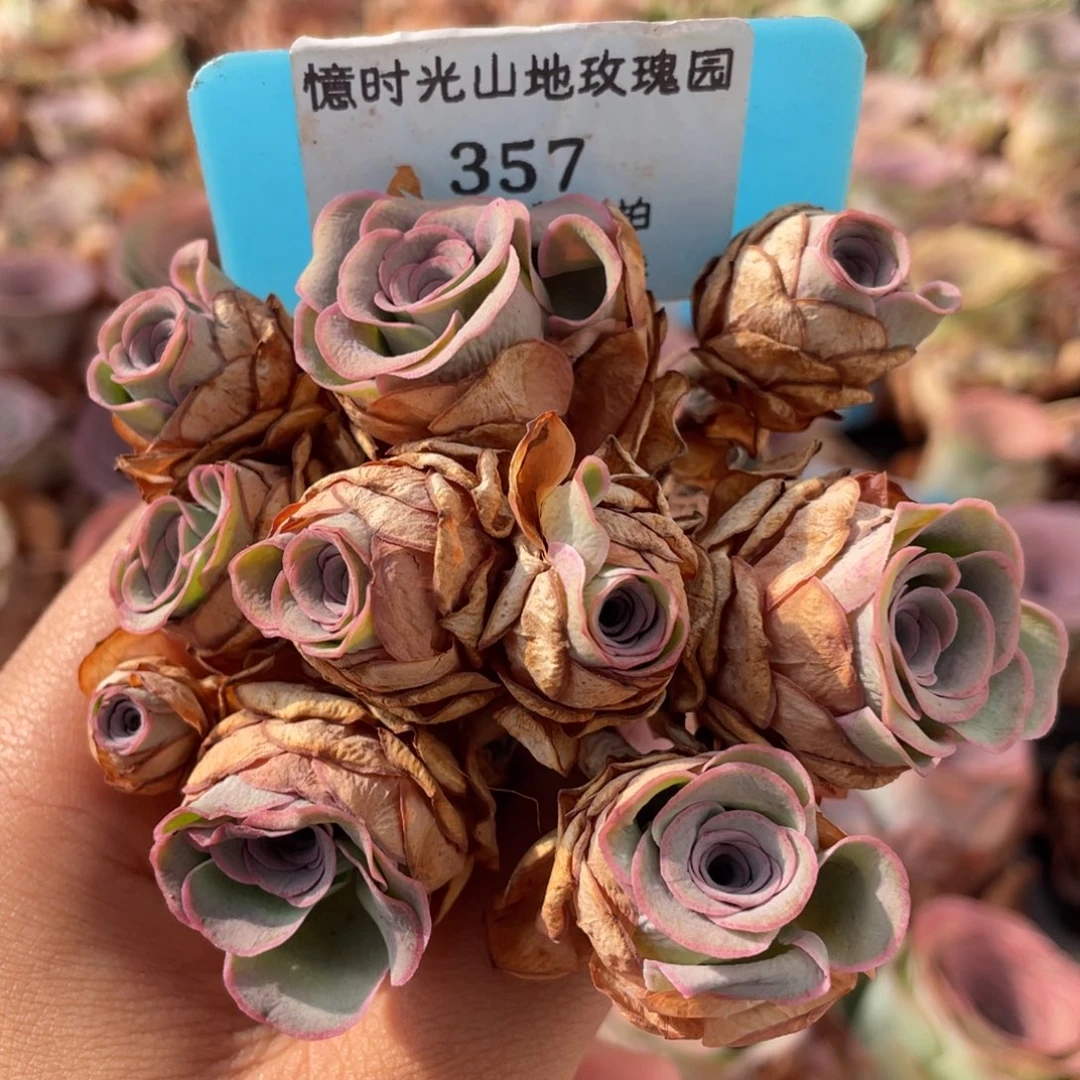 山地玫瑰357断枝不包损不售后