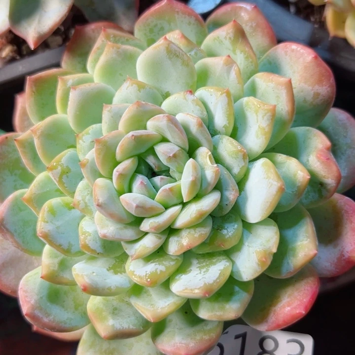 幸运的是我还没遇到你