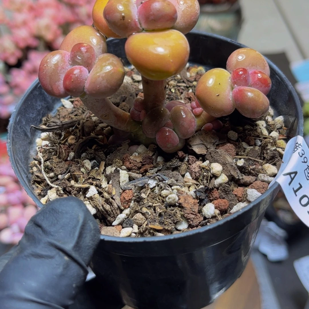 109金色KK奶酪8厘米多肉