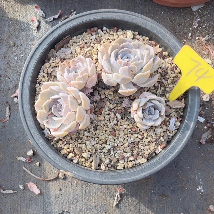 晨语多肉一物一拍74