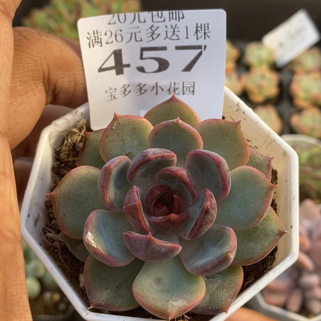 黑橙子一物一拍满20包邮满26送一颗多肉