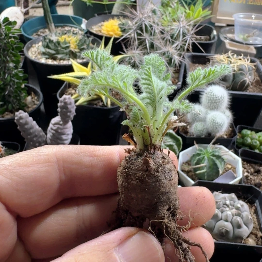 331羽叶洋葵脱土发货
