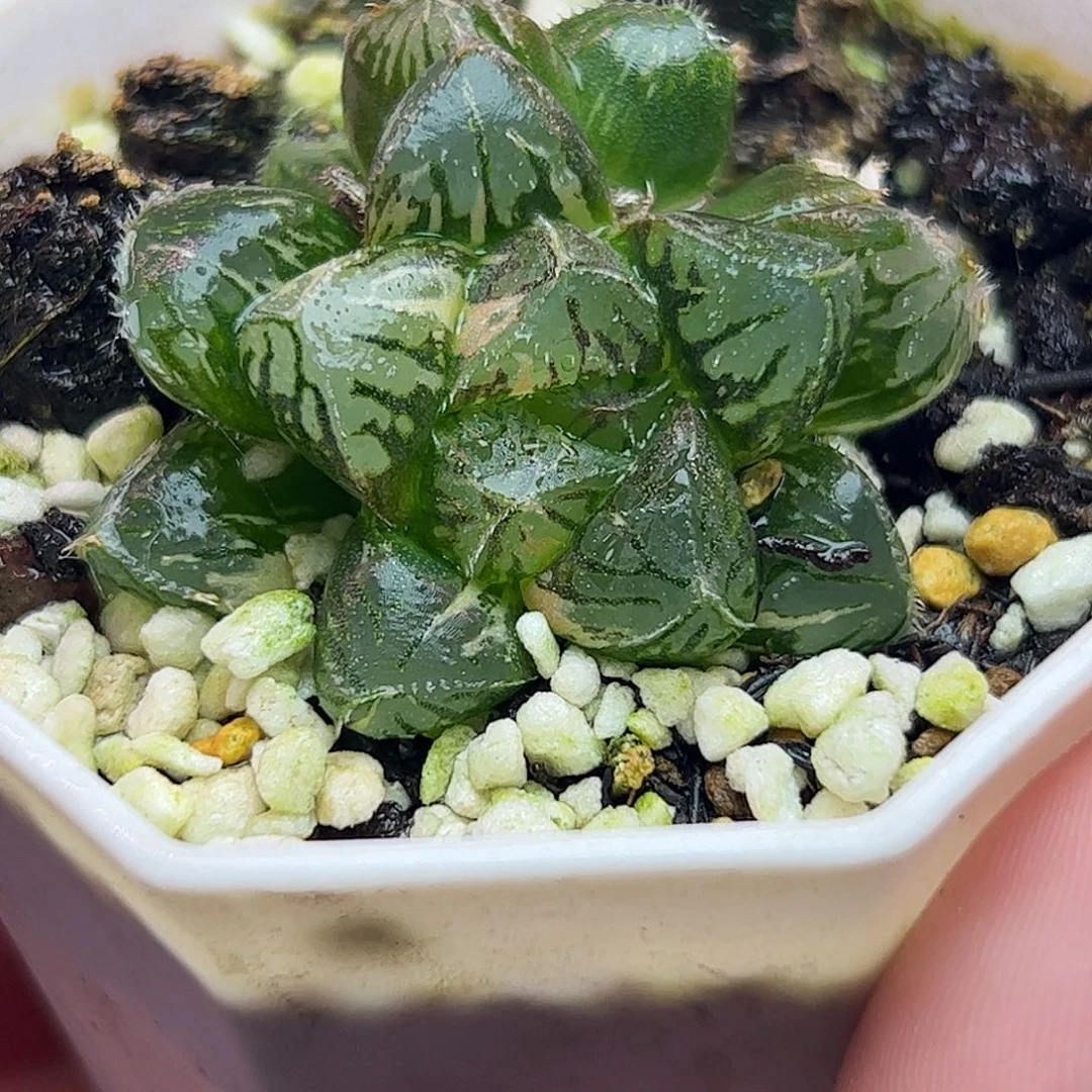 粉黛锦十二卷多肉植物