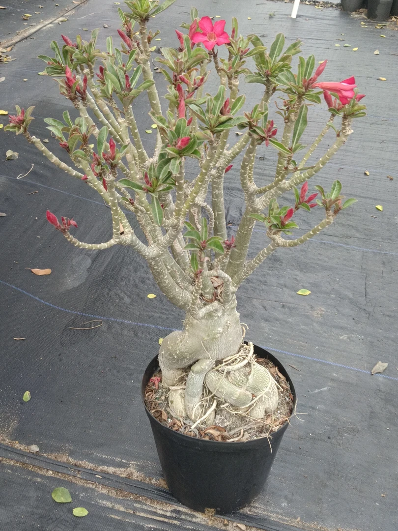 沙漠玫瑰盆栽重瓣老桩四季开花绿植室内花卉好养植物