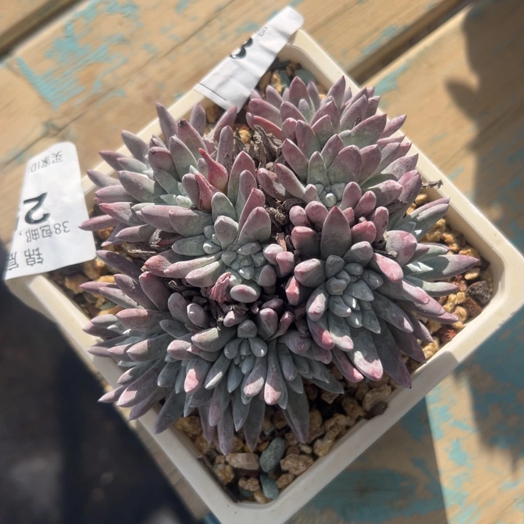 锦宸多肉～一物一拍2000