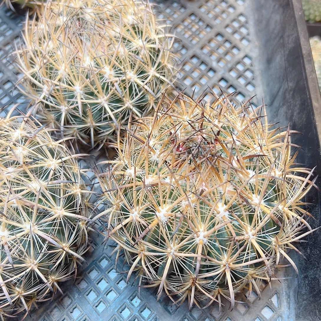 苗接虎爪玉含刺10公分无根