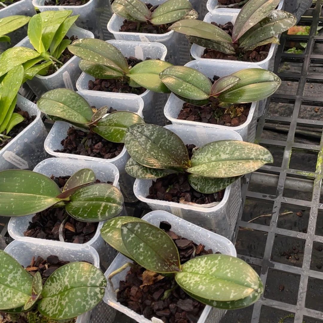 当前无花栽培后可以开花4寸白雀交白鹤史一颗