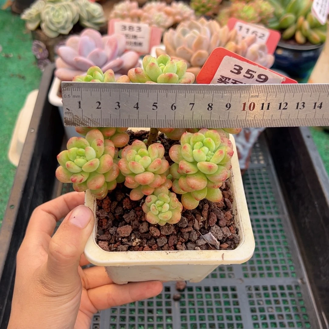 表妹精品多肉植物359.