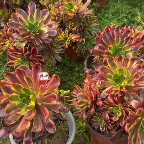 18-109欧嘉莉亮牌6.6瑕疵处理不包售后多肉