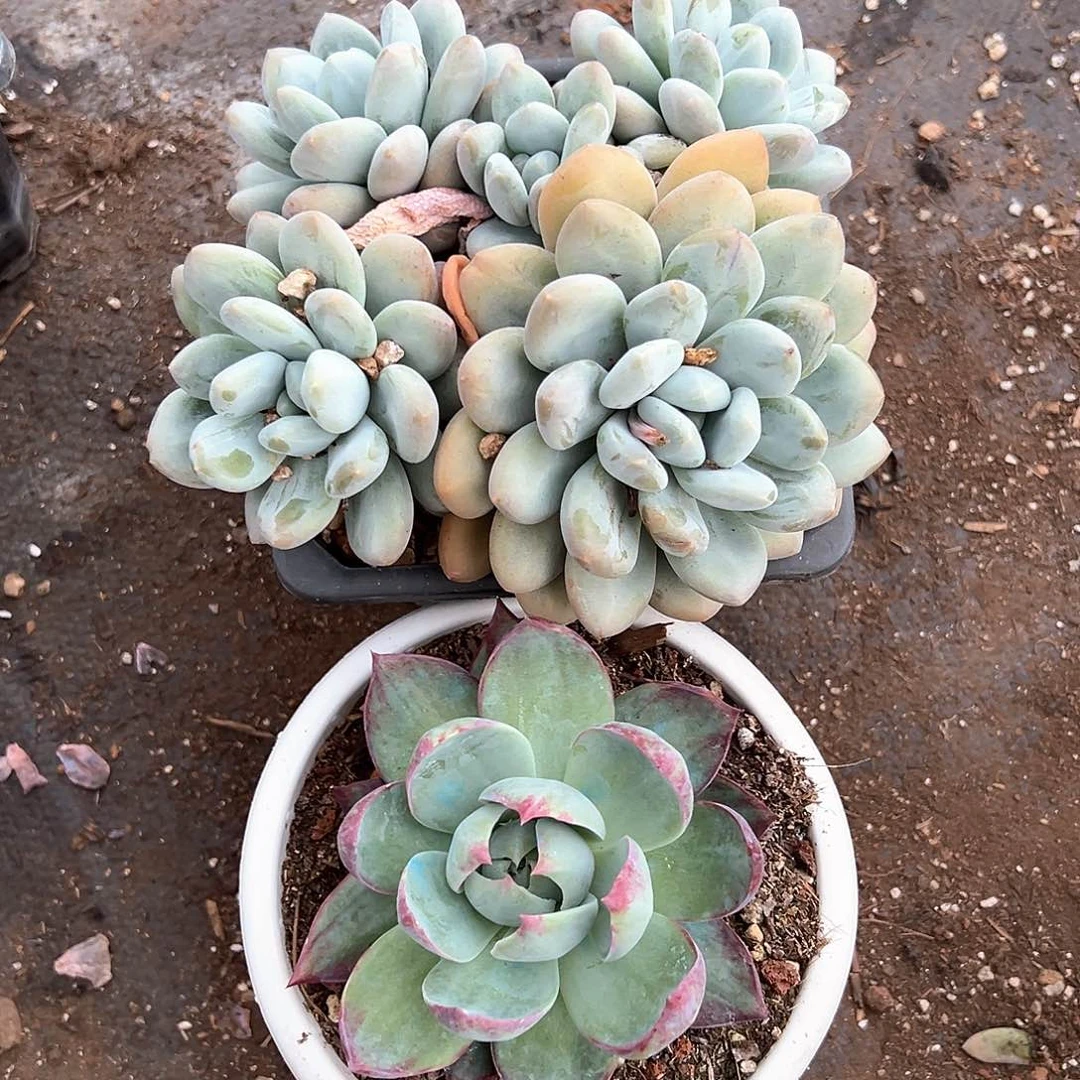 饭***饭多肉植物一物一拍