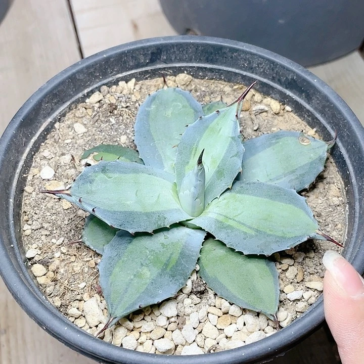 虚空藏浅中斑小颗龙舌兰