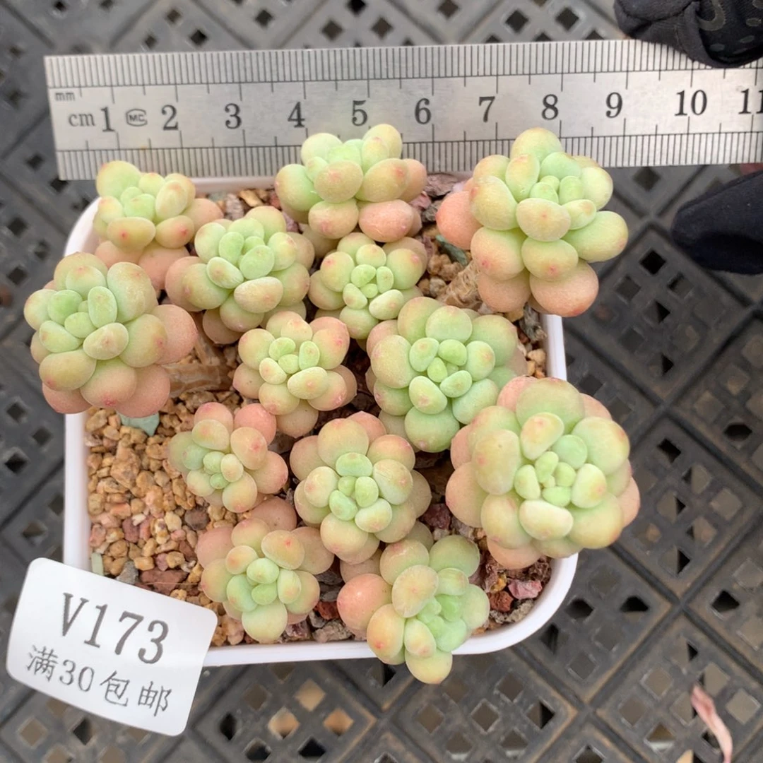 173。洛可可老桩整群。