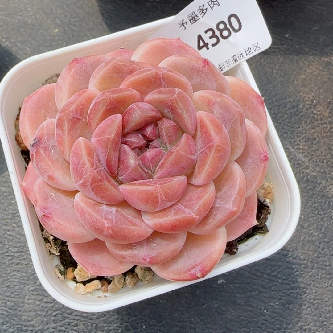 巧克力冰魄，4380多肉